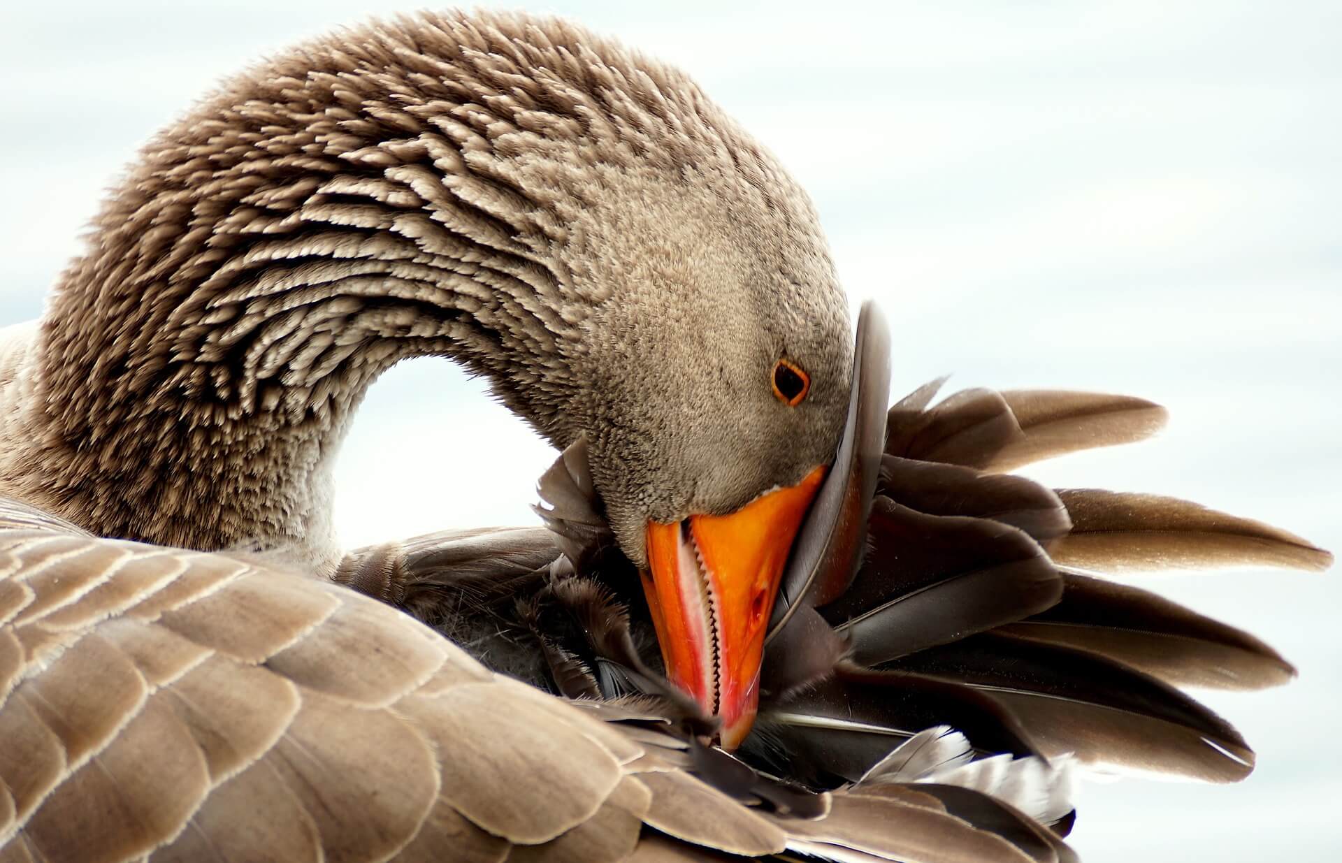 Canada goose down allergy sale